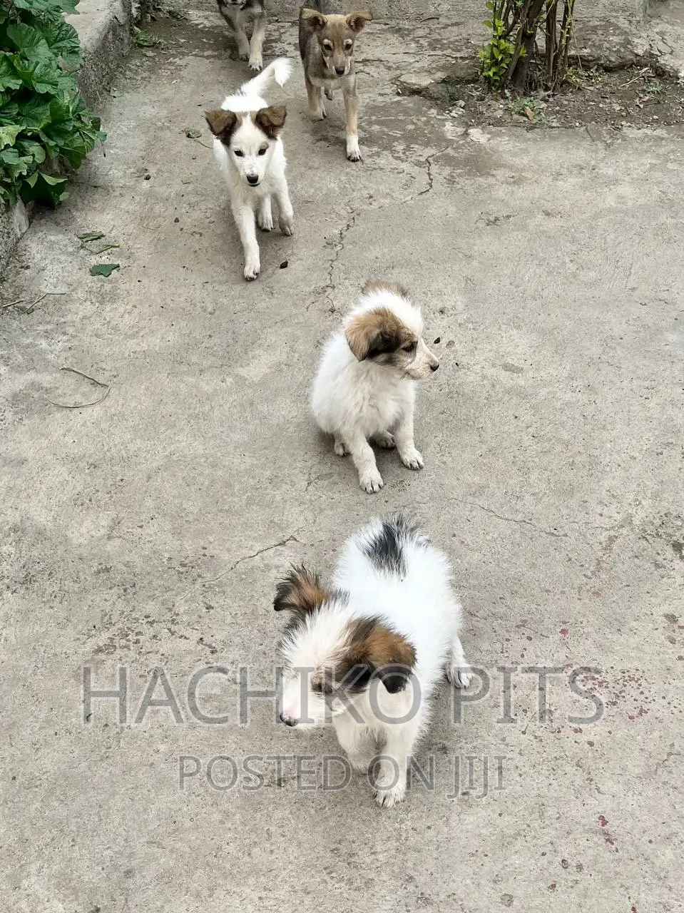 1-3 months Male Purebred Maltese