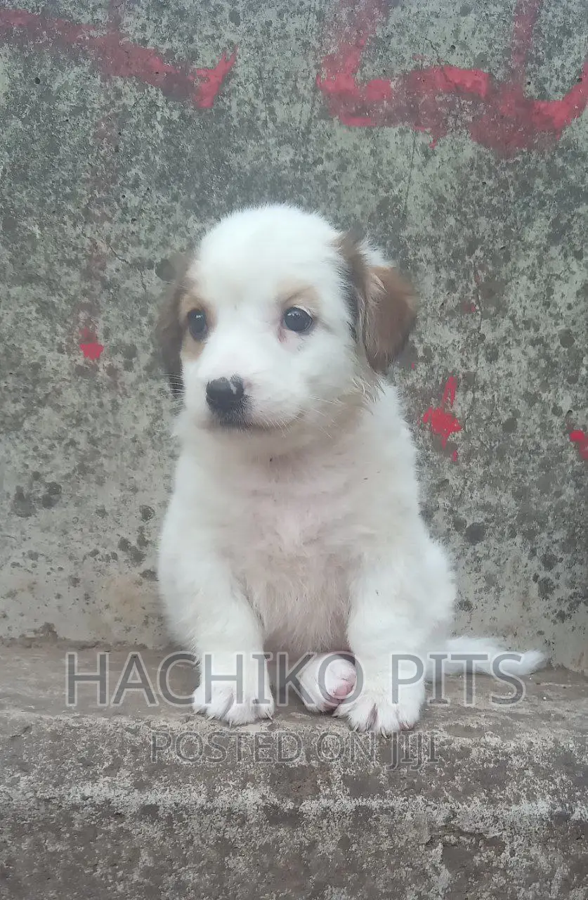 1-3 months Male Purebred Maltese