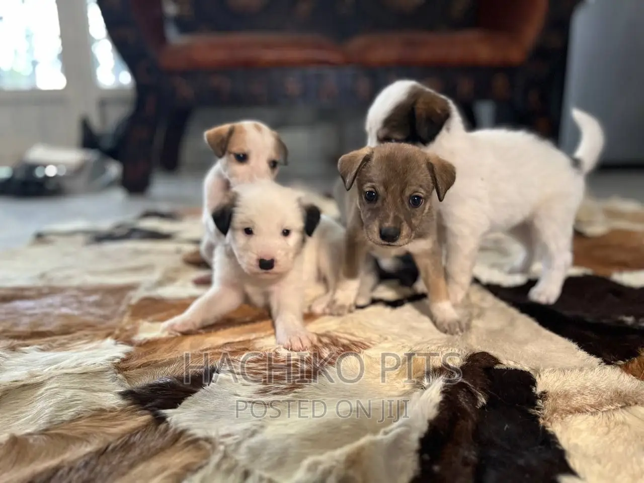 1-3 months Male Purebred Maltese