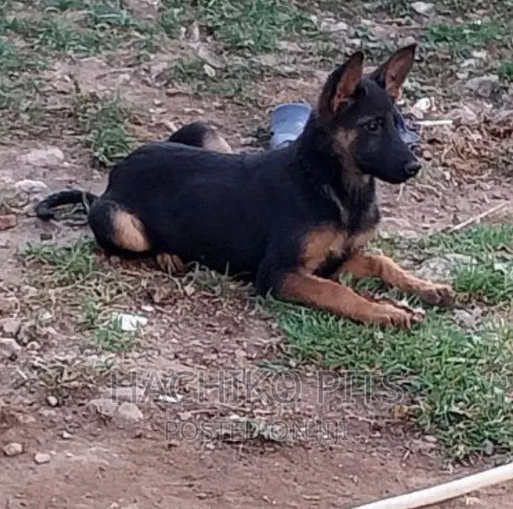 3-6 months Male Purebred German Shepherd