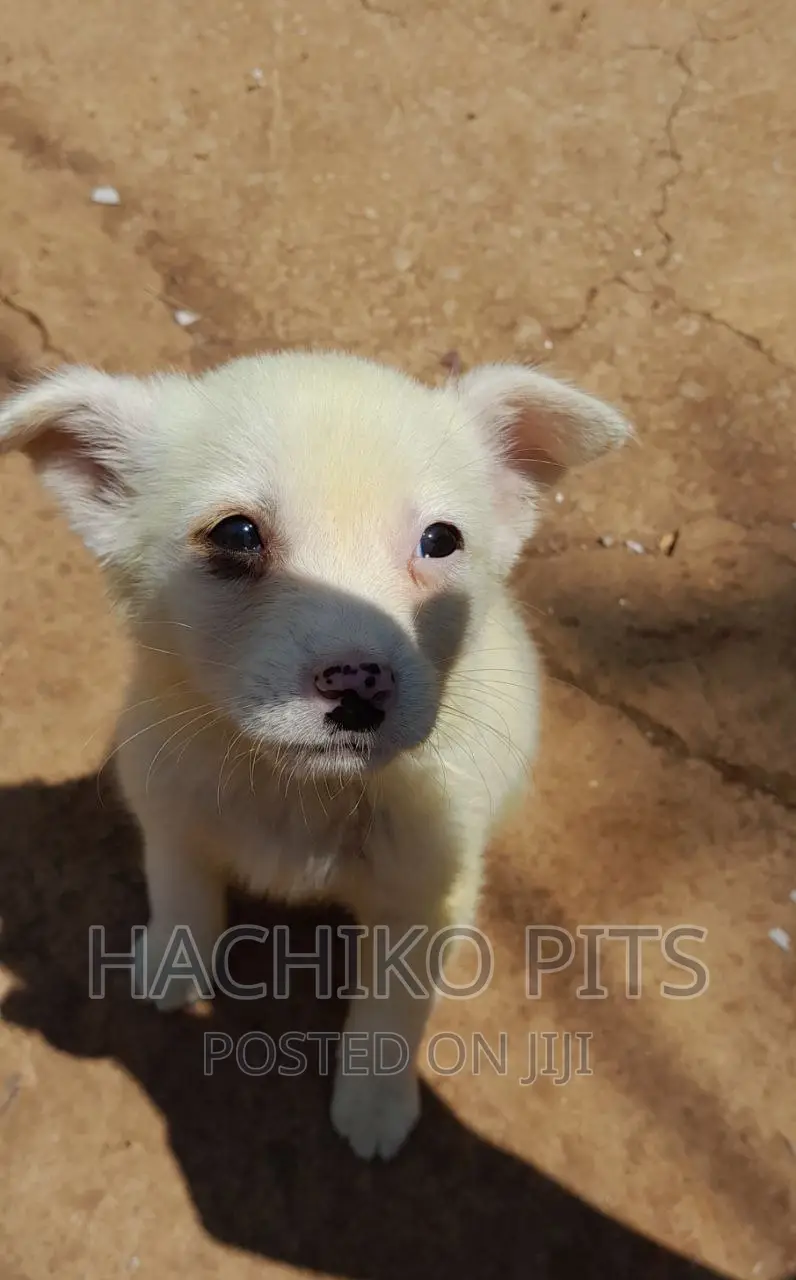 1-3 months Male Mixed Breed Maltese