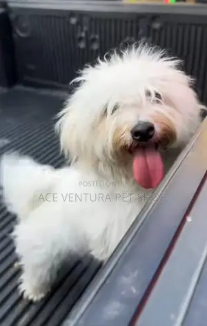 Photo - 1-3 months Male Purebred Maltese