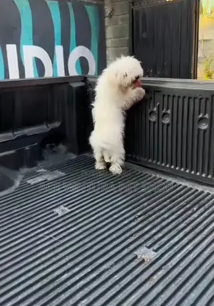 1-3 months Male Purebred Maltese