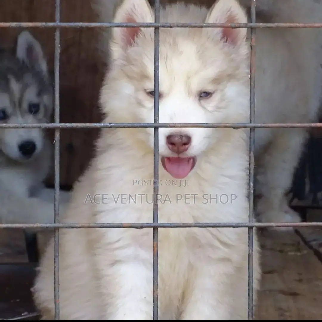 1-3 months Male Purebred Siberian Husky