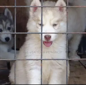Photo - 1-3 months Male Purebred Siberian Husky