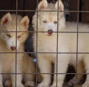1-3 months Male Purebred Siberian Husky