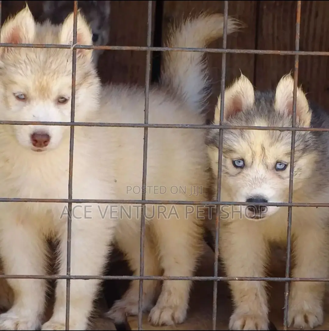1-3 months Male Purebred Siberian Husky