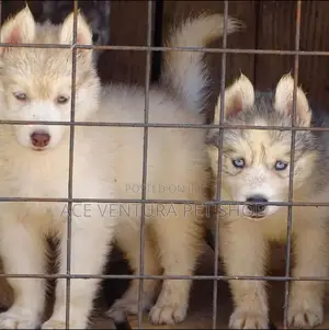 1-3 months Male Purebred Siberian Husky