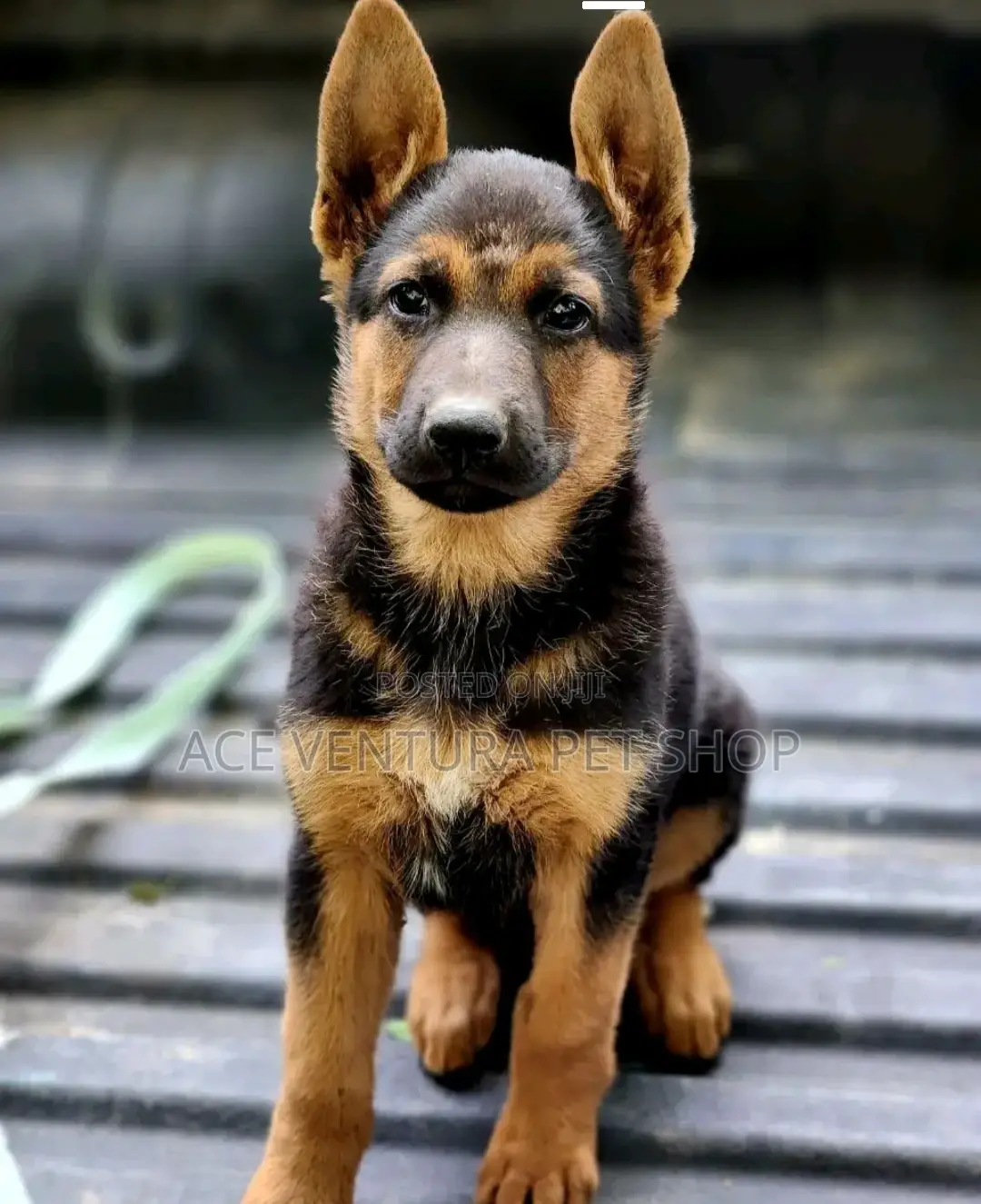 1-3 months Male Purebred German Shepherd
