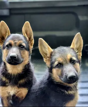 1-3 months Male Purebred German Shepherd