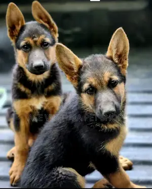 1-3 months Male Purebred German Shepherd