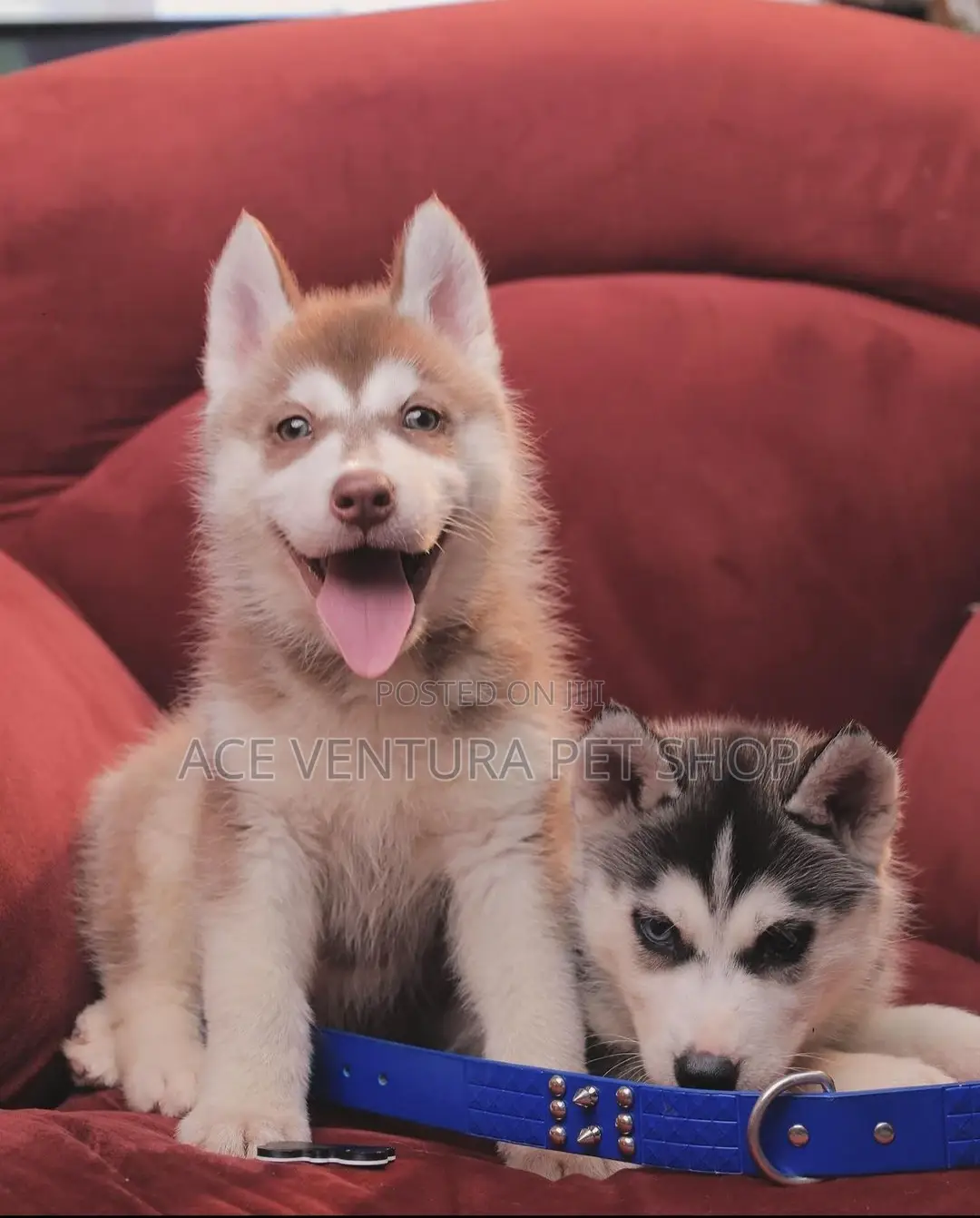 1-3 months Male Purebred Siberian Husky