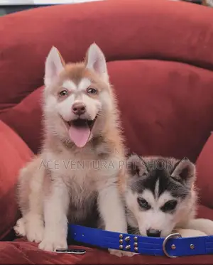 1-3 months Male Purebred Siberian Husky