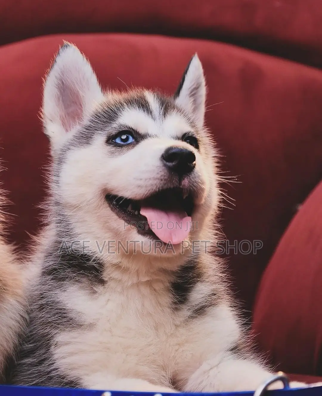 1-3 months Male Purebred Siberian Husky