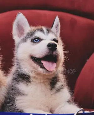 Photo - 1-3 months Male Purebred Siberian Husky