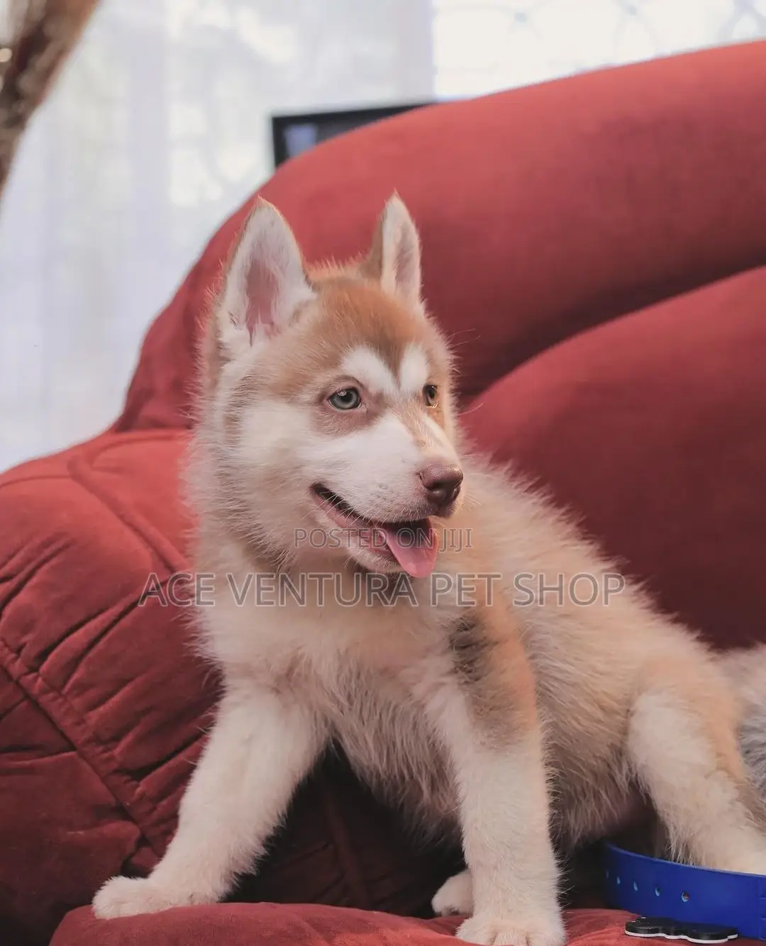 1-3 months Male Purebred Siberian Husky
