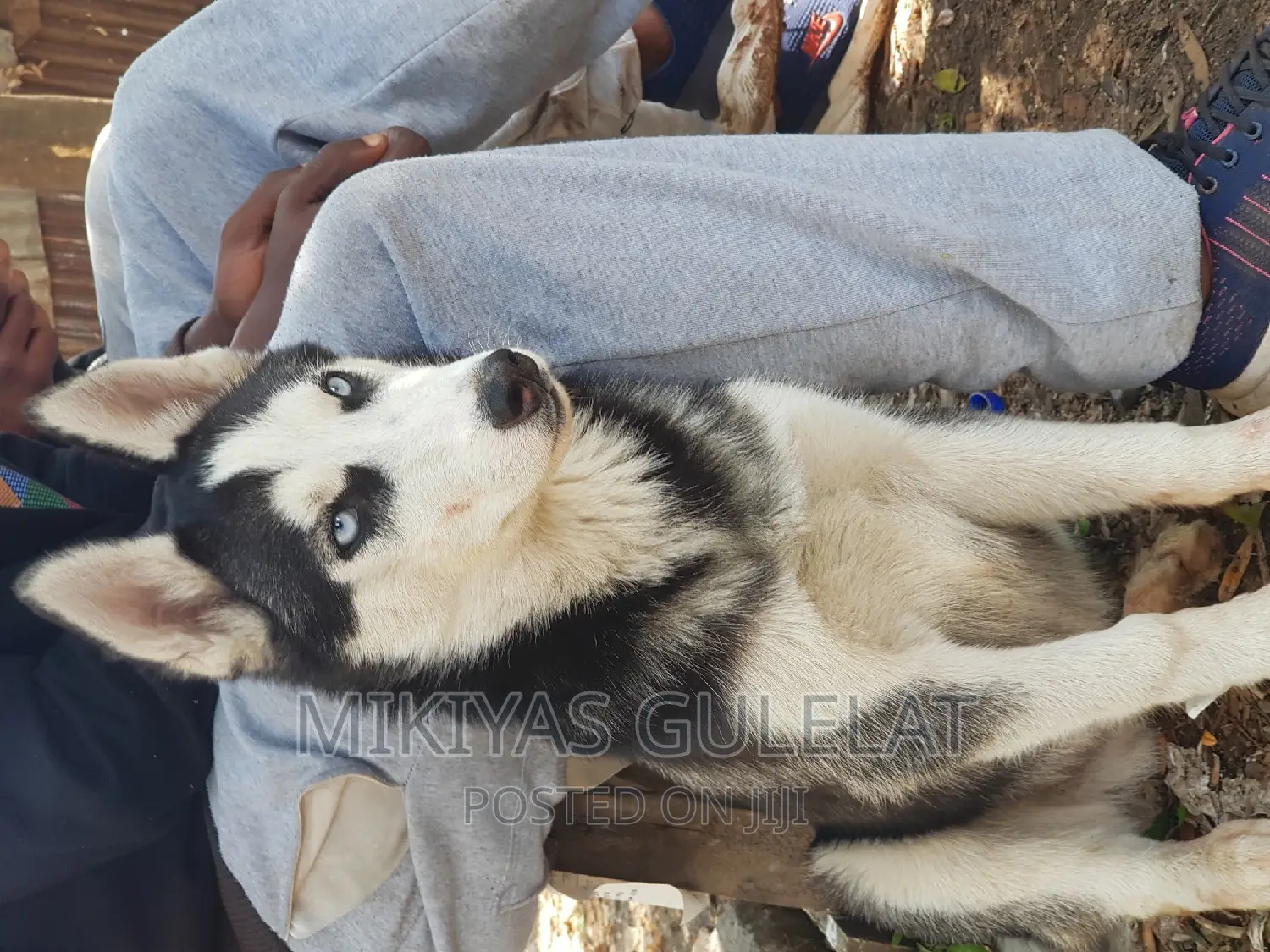 3-6 months Male Purebred Siberian Husky