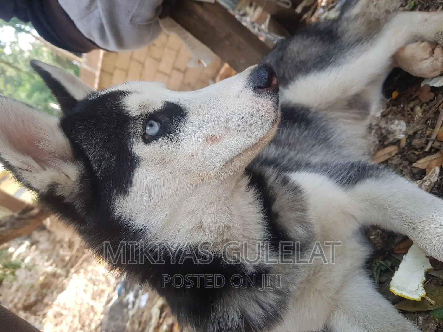 3-6 months Male Purebred Siberian Husky