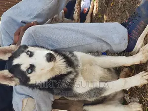 3-6 months Male Purebred Siberian Husky