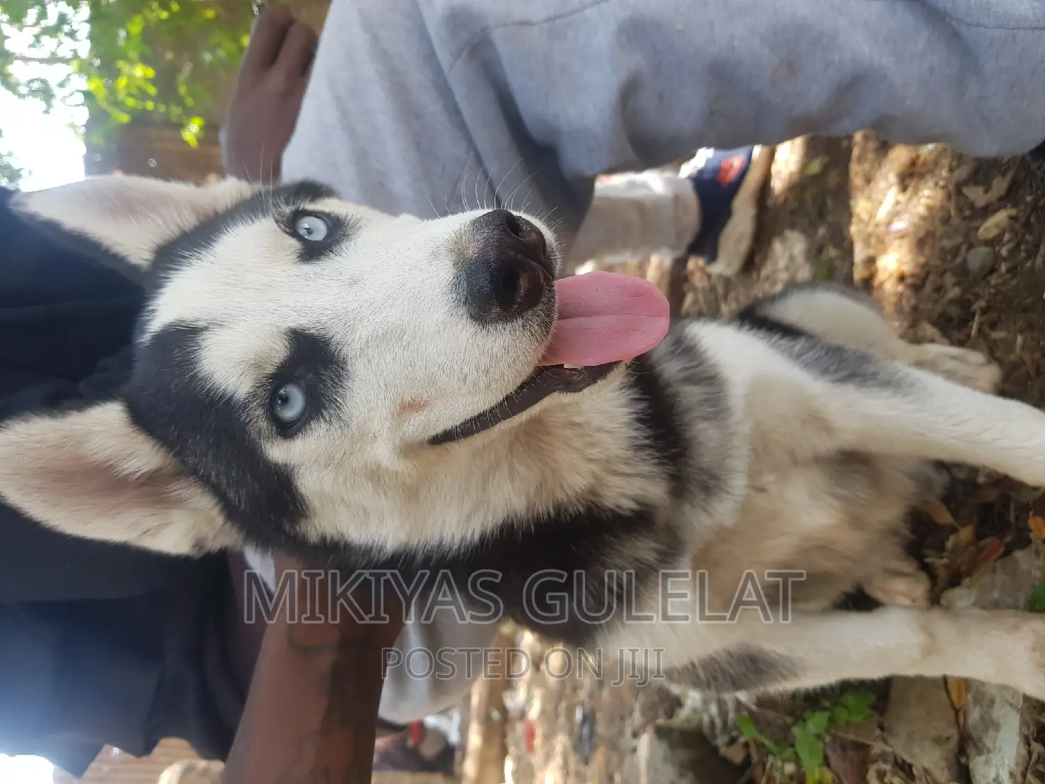 3-6 months Male Purebred Siberian Husky