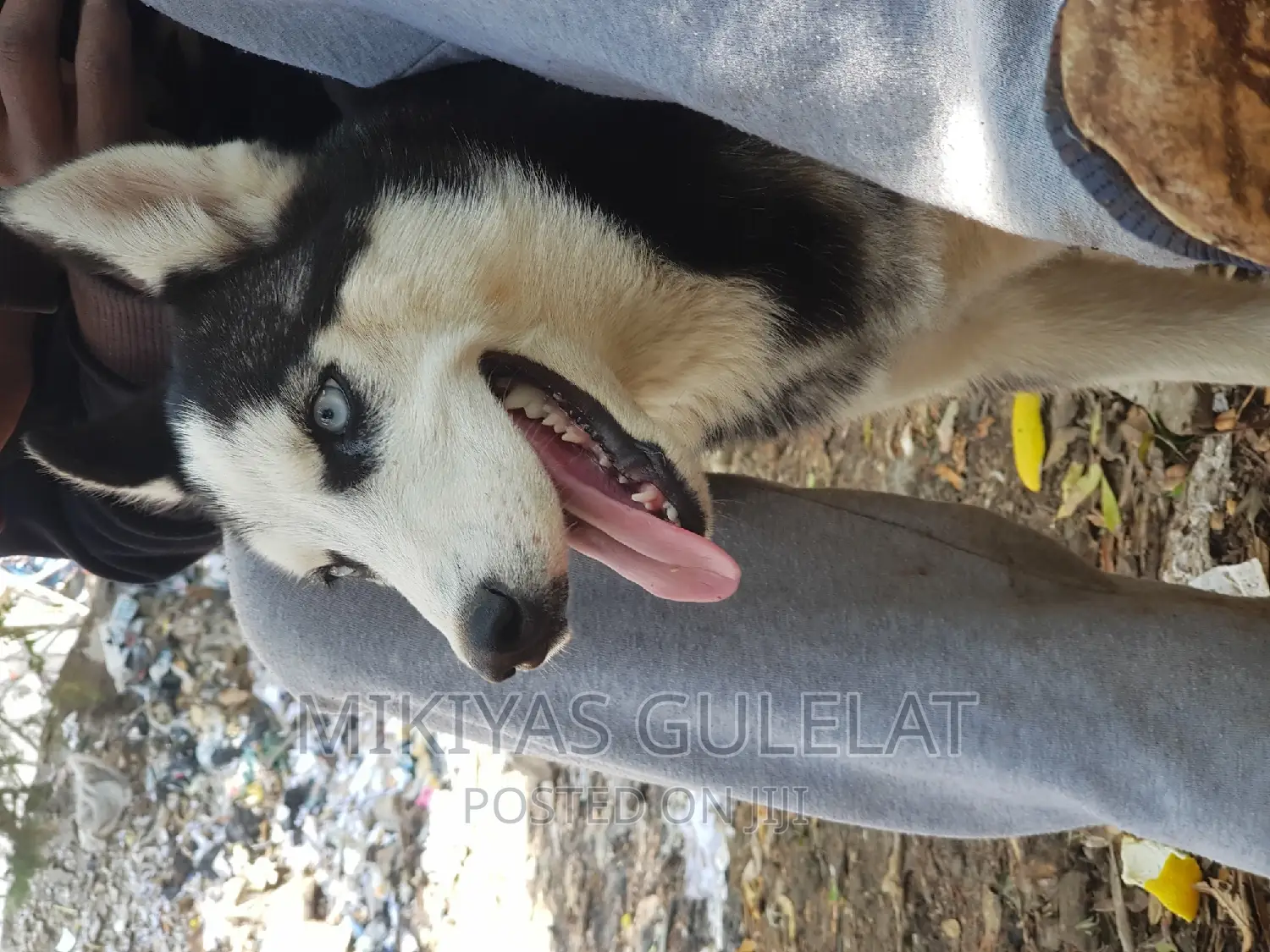 3-6 months Male Purebred Siberian Husky