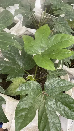 Japanese Fatsia