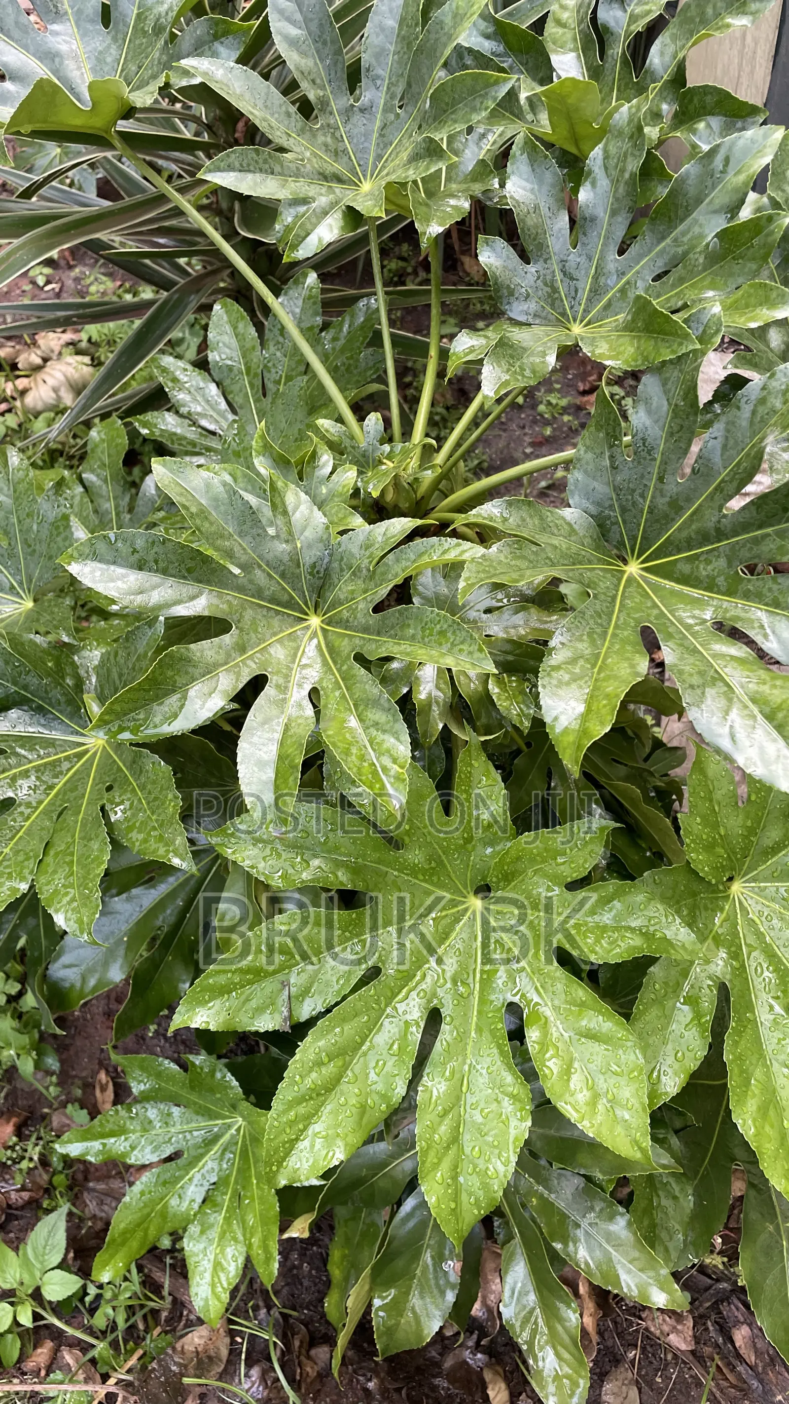 Japanese Fatsia
