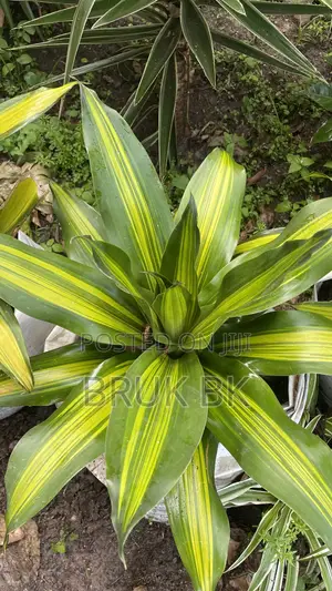 Photo - Special Draconian