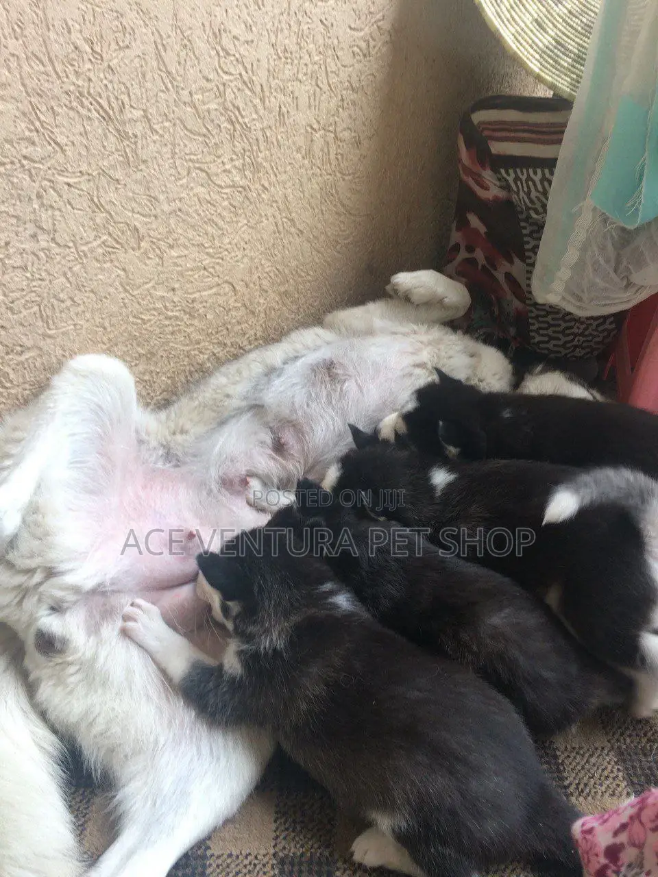 1-3 months Male Purebred Siberian Husky