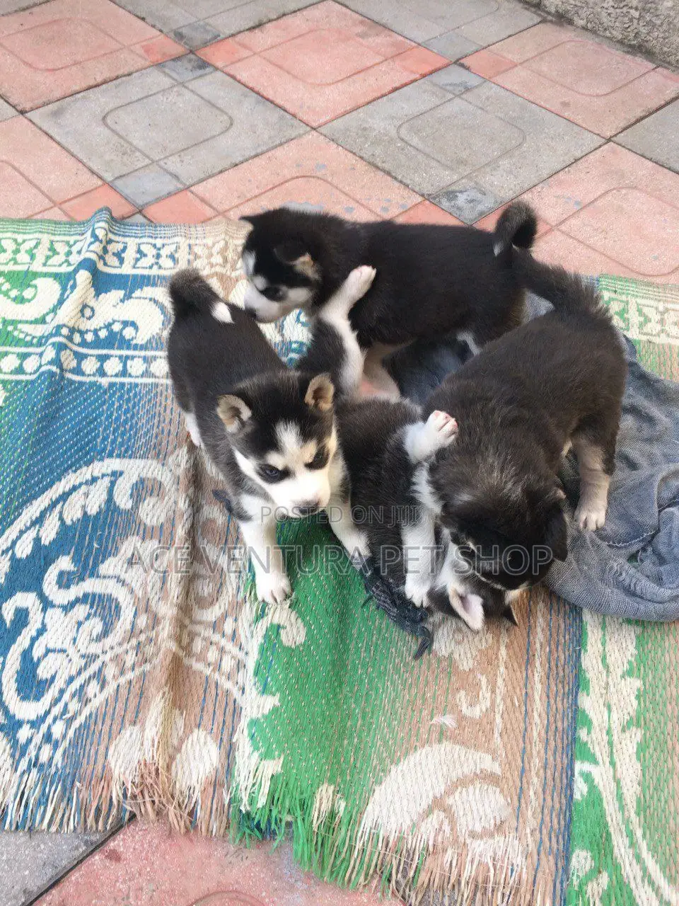 1-3 months Male Purebred Siberian Husky