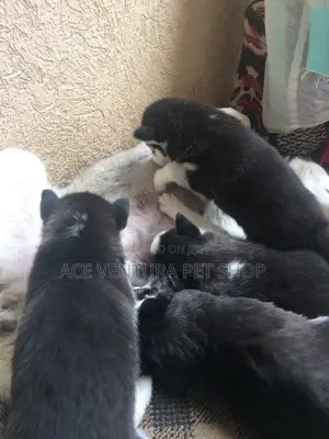 1-3 months Male Purebred Siberian Husky