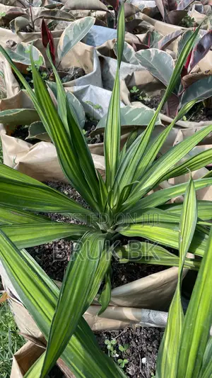 Bluestem Yucca