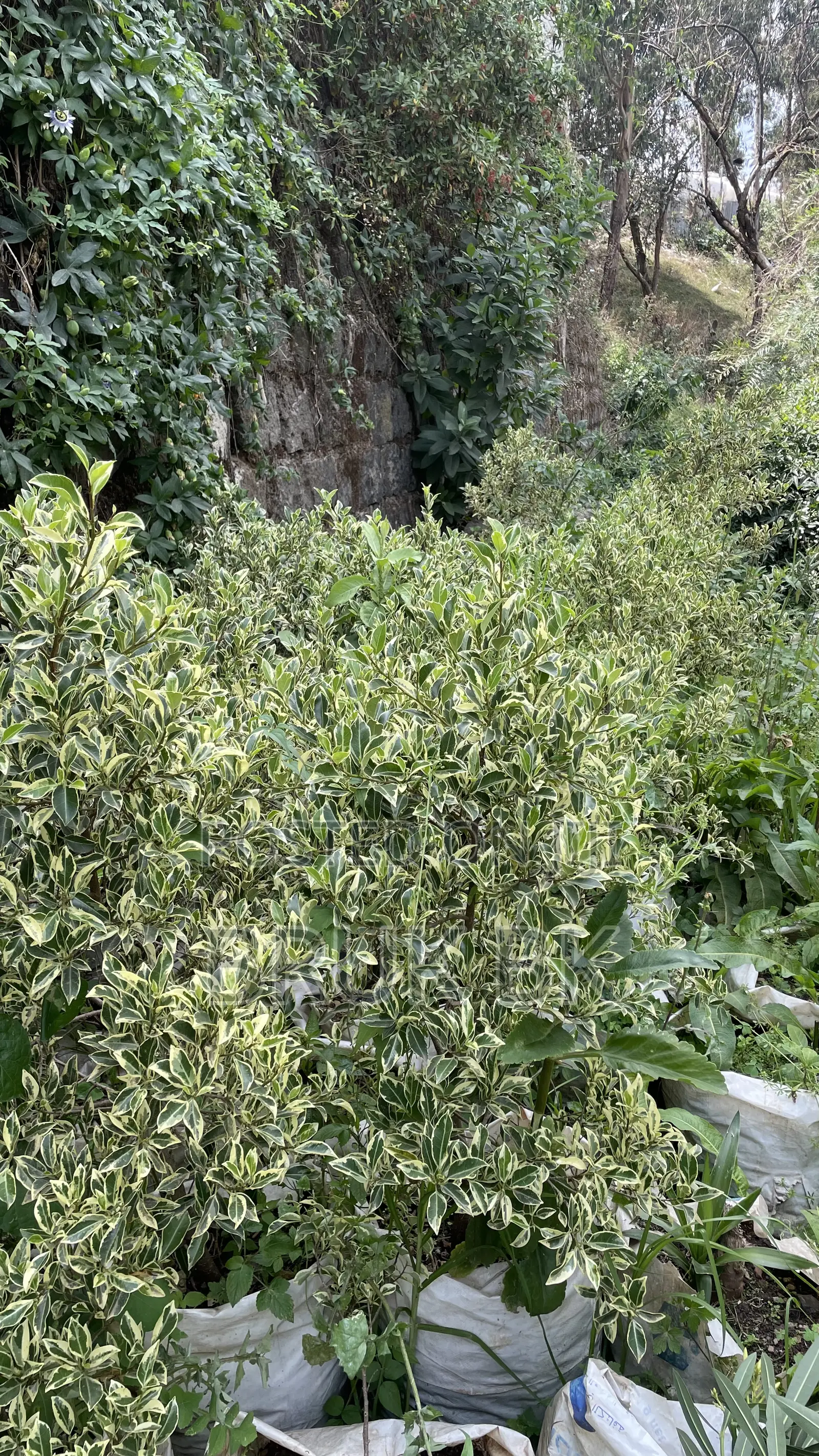Sheraton Ficus White and Green Leaf