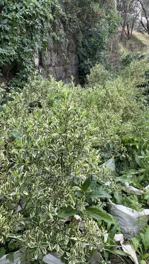 Sheraton Ficus White and Green Leaf