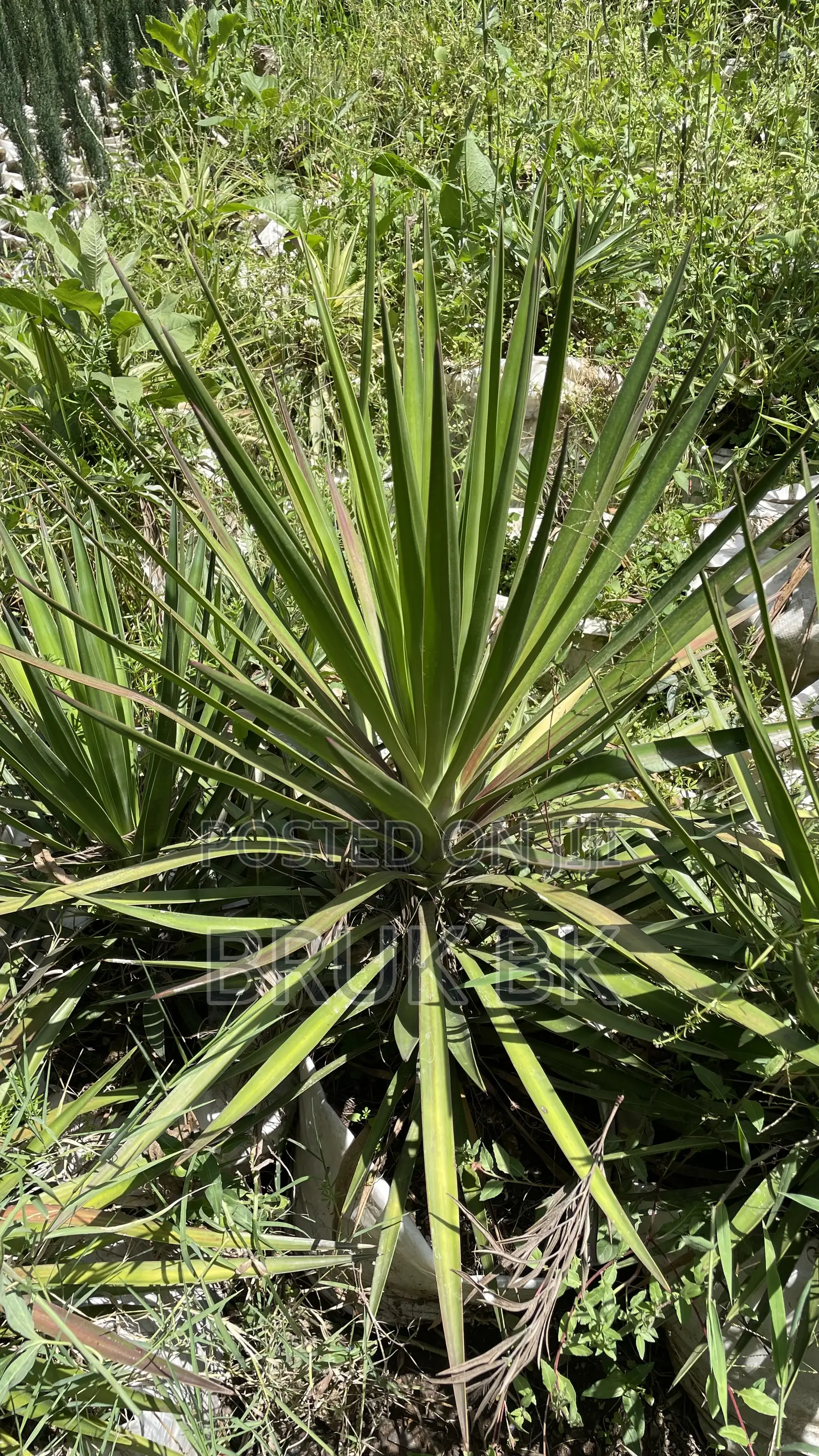 Yucca Desert Plant