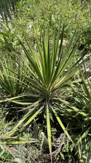 Yucca Desert Plant
