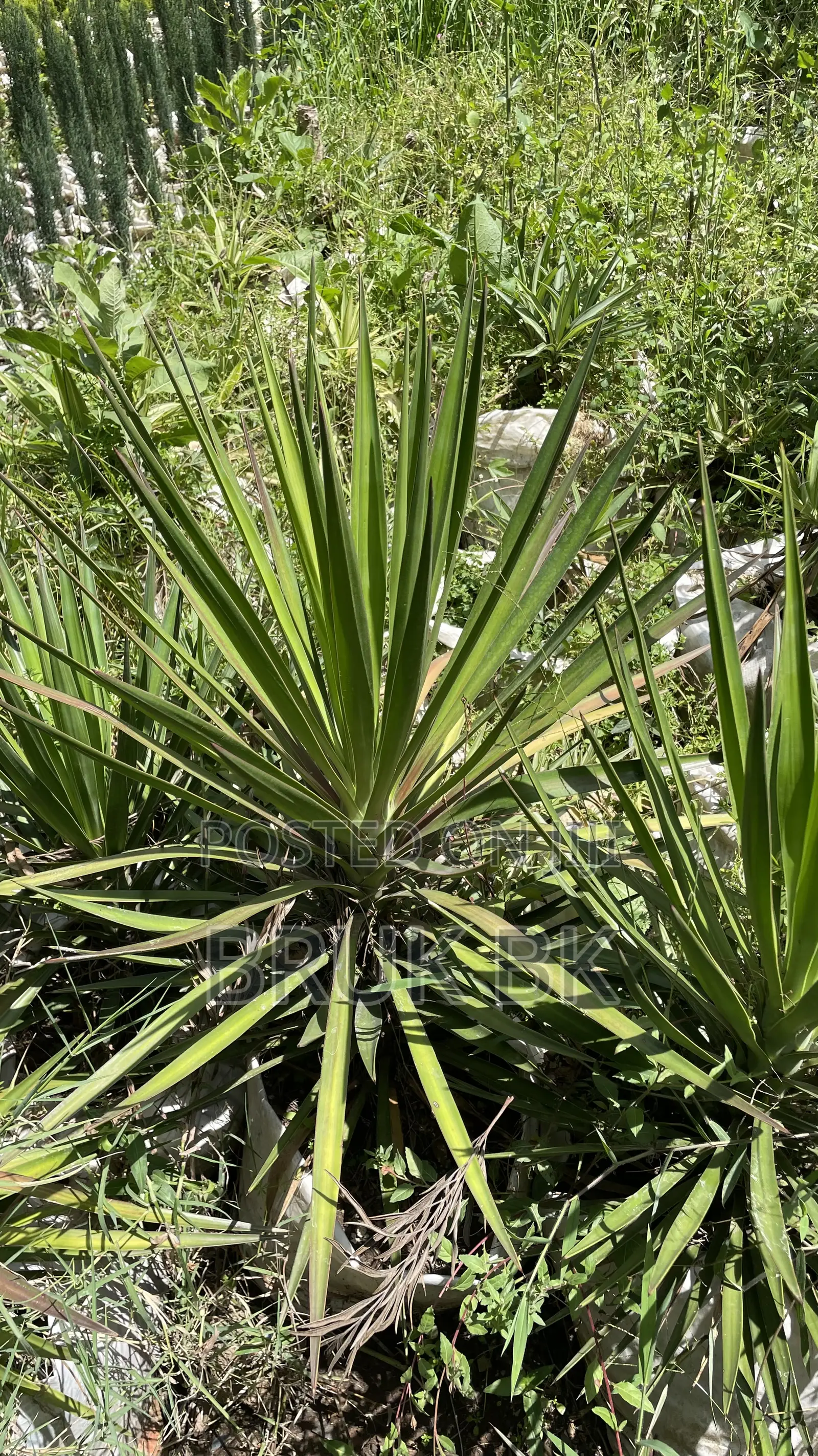 Yucca Desert Plant