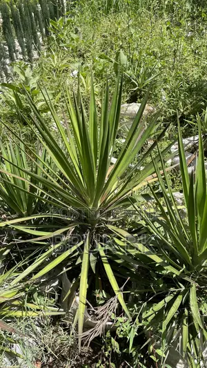 Yucca Desert Plant