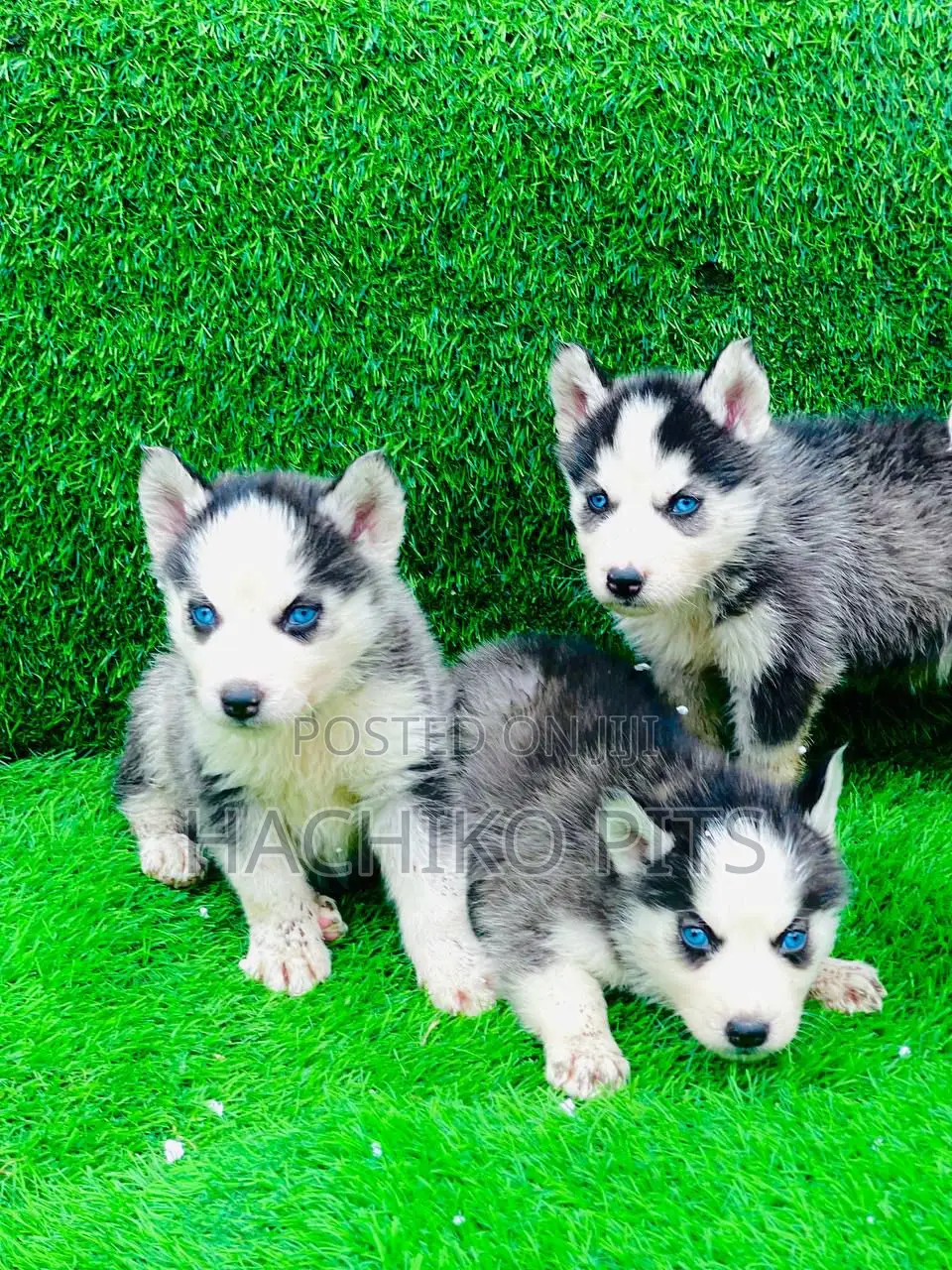 1-3 months Male Purebred Siberian Husky