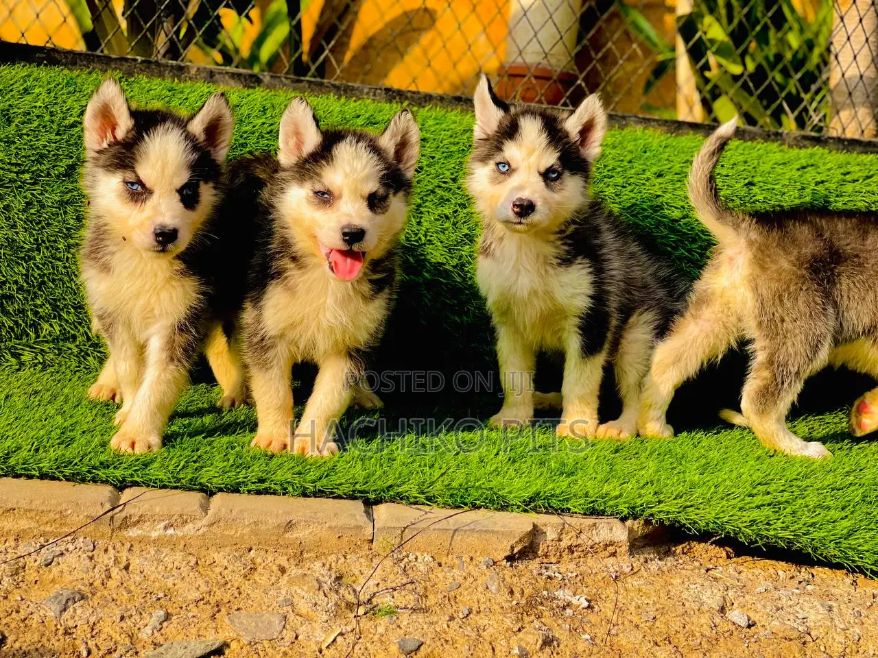 1-3 months Male Purebred Siberian Husky