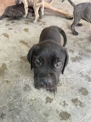 Photo - 1-3 months Male Purebred Bullmastiff