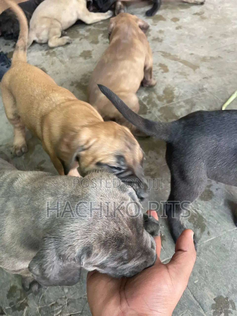 1-3 months Male Purebred Bullmastiff