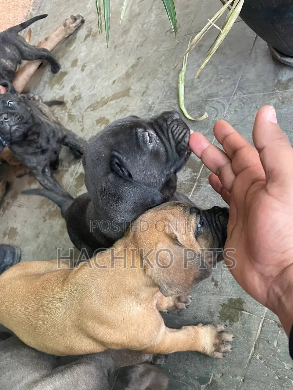 1-3 months Male Purebred Bullmastiff