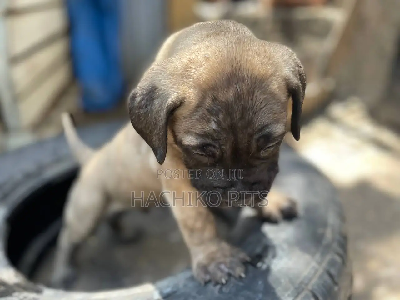 1-3 months Male Purebred Bullmastiff