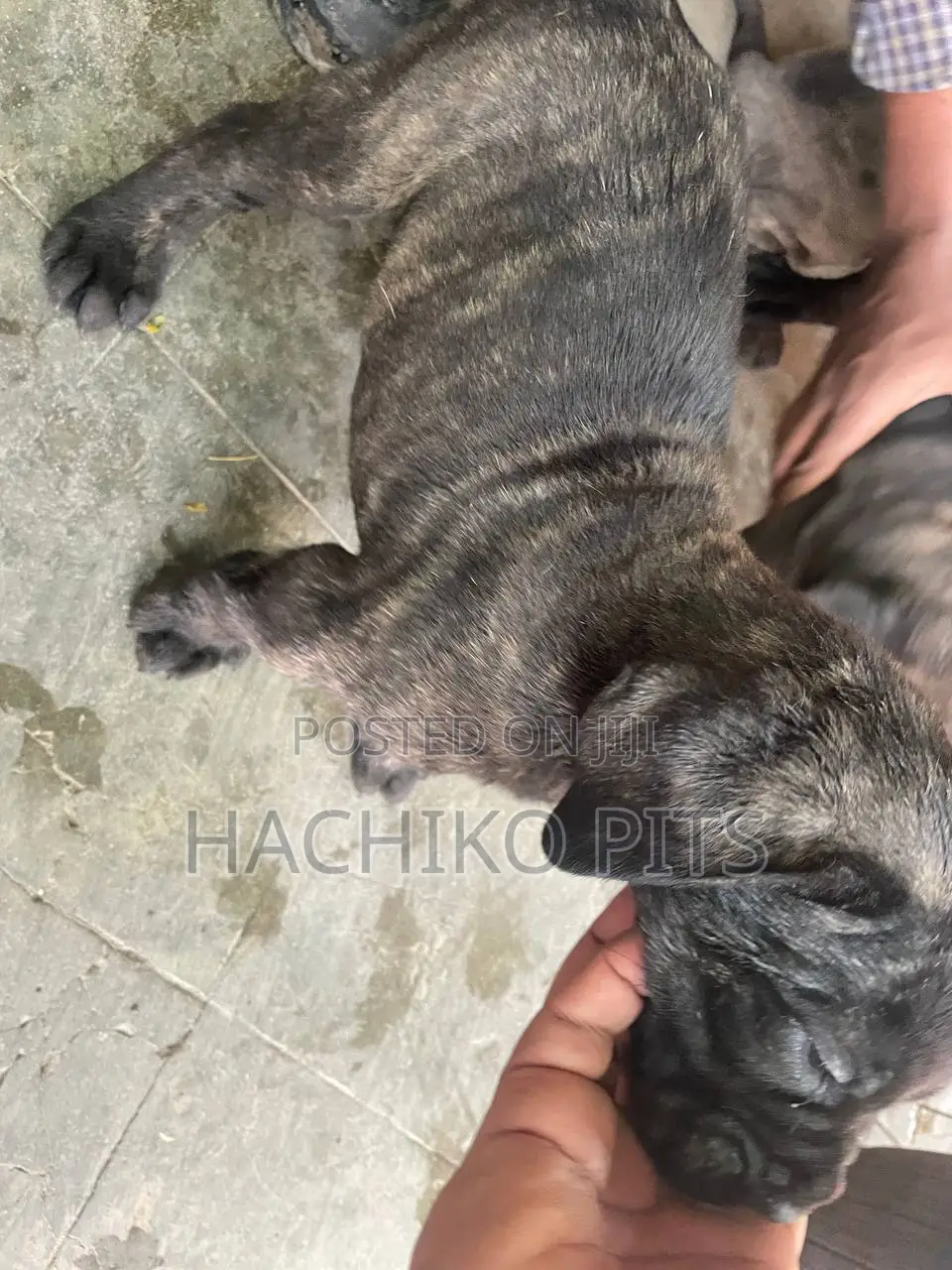 1-3 months Male Purebred Bullmastiff