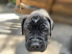 Photo - 1-3 months Male Purebred Bullmastiff