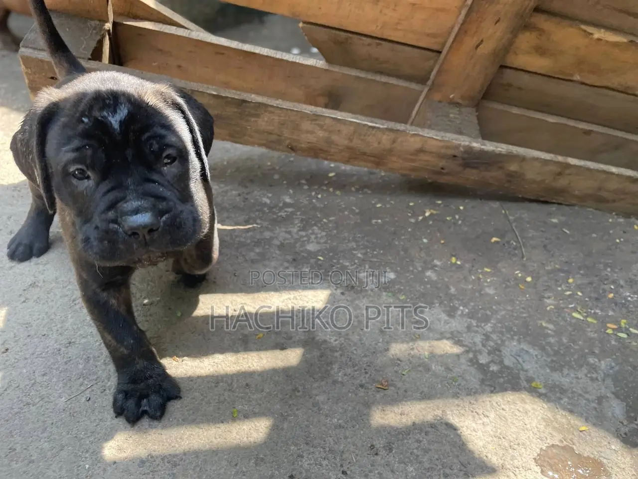 1-3 months Male Purebred Bullmastiff