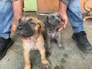 Photo - 1-3 months Male Purebred Bullmastiff