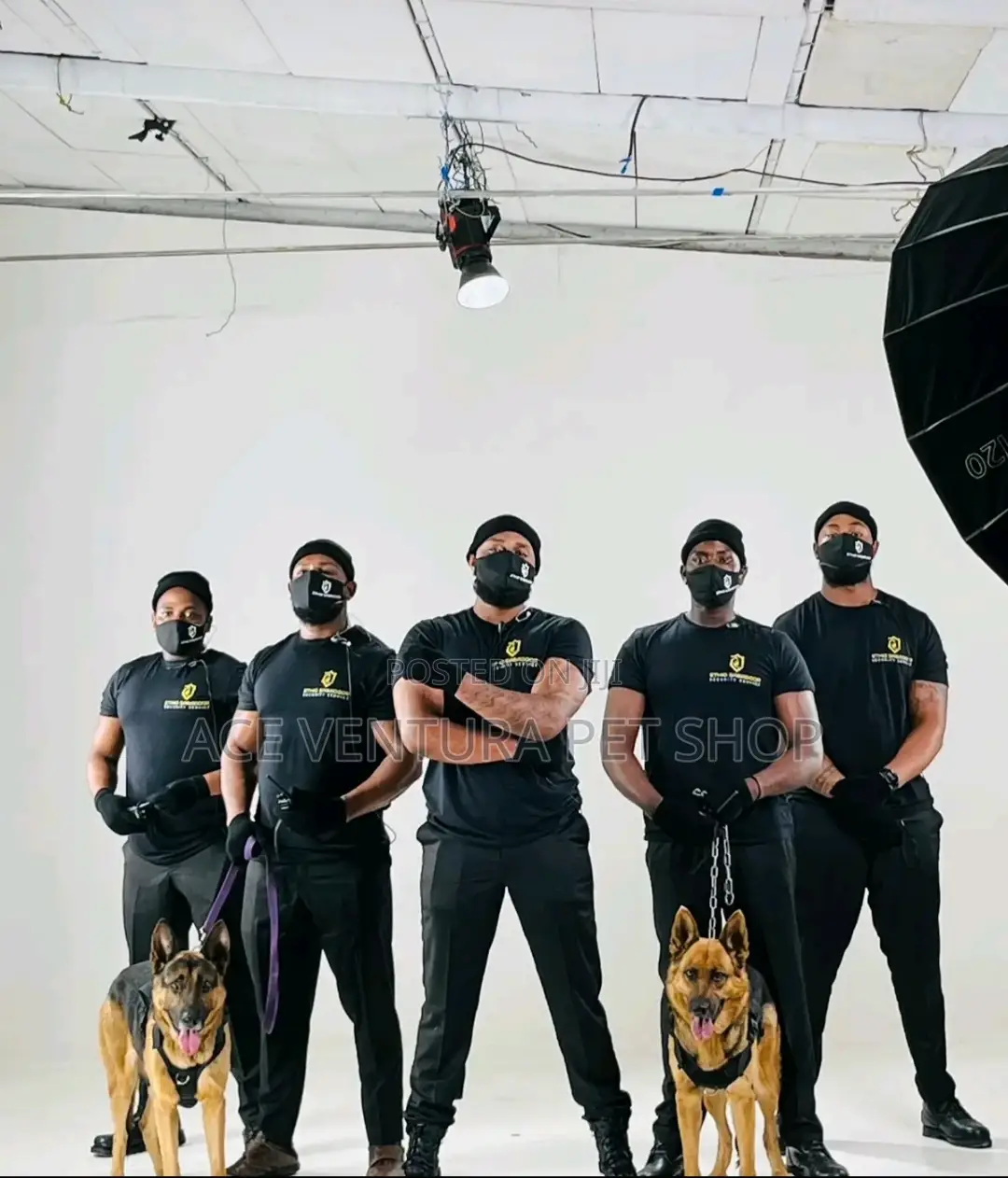 1-3 months Male Purebred German Shepherd