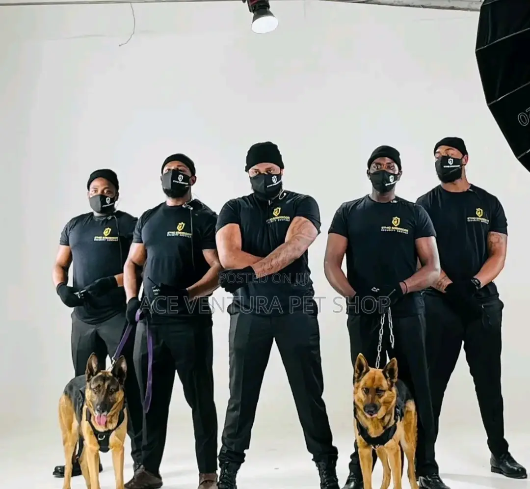 1-3 months Male Purebred German Shepherd